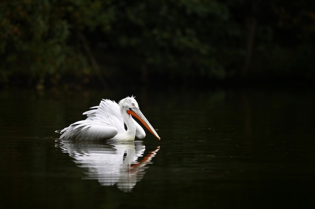 Free Photo beautiful pelican bird on the dark lake