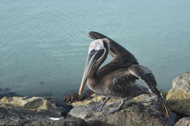 Free photo beautiful pelican opening its wings on the coast of aruba