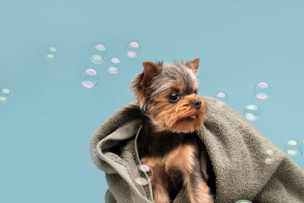 Free Photo beautiful pet portrait of small dog with bubbles