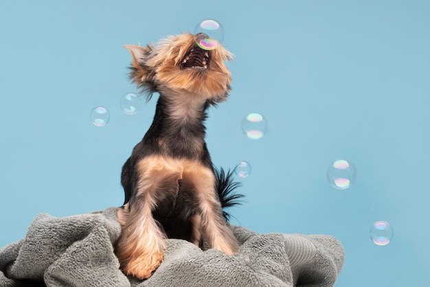 Free Photo beautiful pet portrait of small dog with bubbles