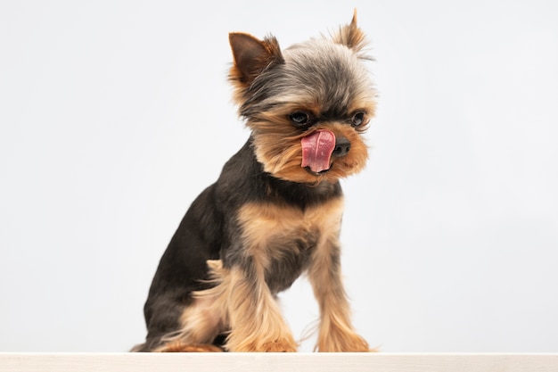 Beautiful pet portrait of small dog