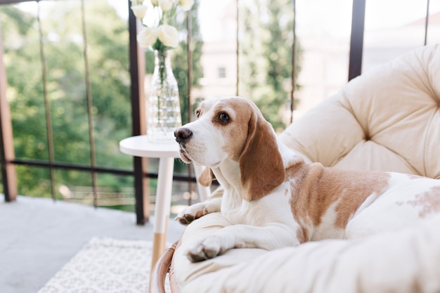 Free Photo beautiful photo of graceful beagle dog looking away while resting on balcony beside table with roses