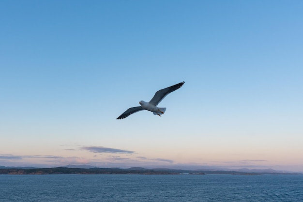 Beautiful photo of the sea waves Bird flying