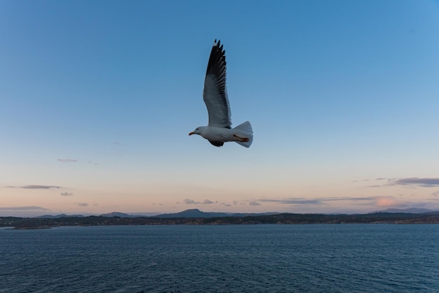 Beautiful photo of the sea waves Bird flying