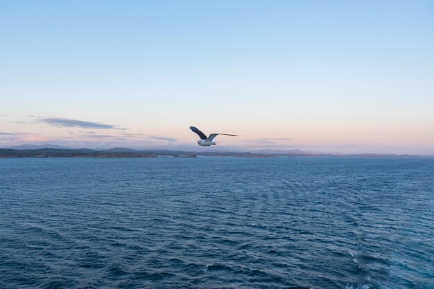 Beautiful photo of the sea waves Bird flying