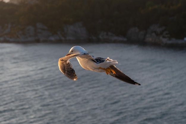 Beautiful photo of the sea waves Bird flying