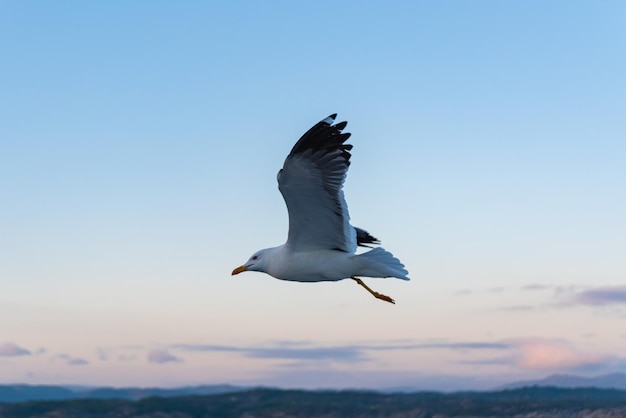 Beautiful photo of the sea waves Bird flying