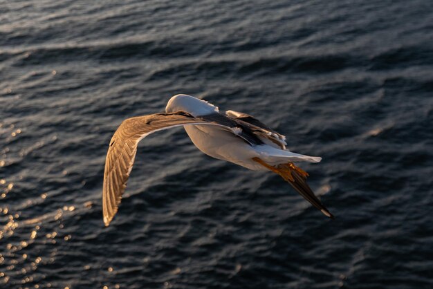 Beautiful photo of the sea waves Bird flying