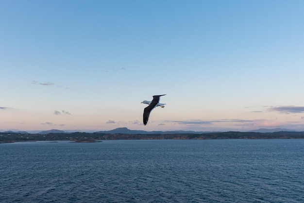 Beautiful photo of the sea waves Bird flying