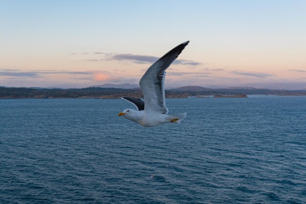 Beautiful photo of the sea waves Bird flying