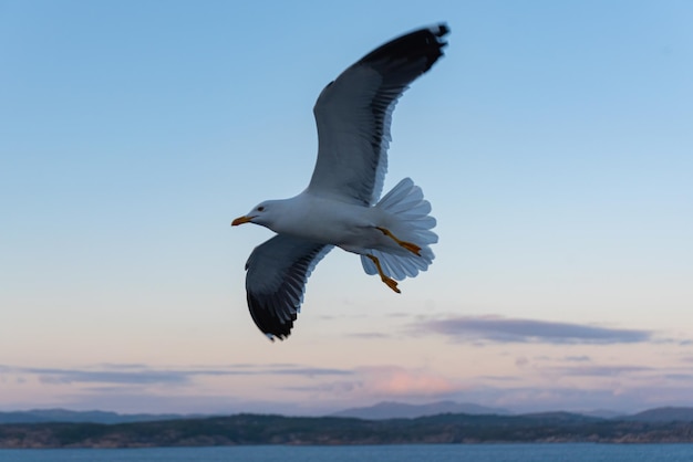 Beautiful photo of the sea waves Bird flying