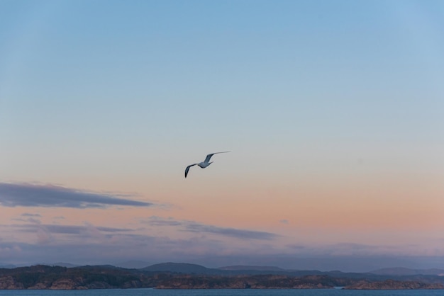 Free Photo beautiful photo of the sea waves bird flying