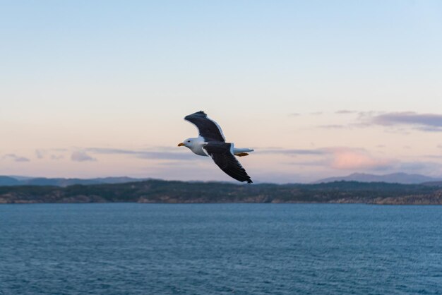 Beautiful photo of the sea waves Bird flying