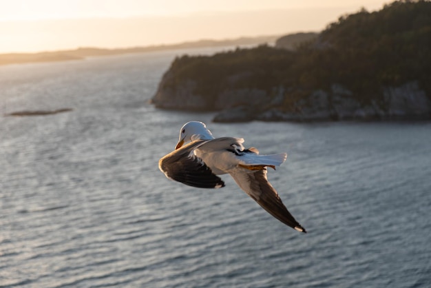 Beautiful photo of the sea waves Bird flying