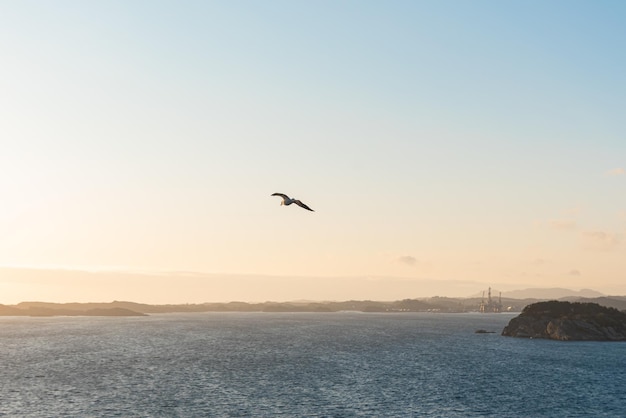 Beautiful photo of the sea waves Bird flying