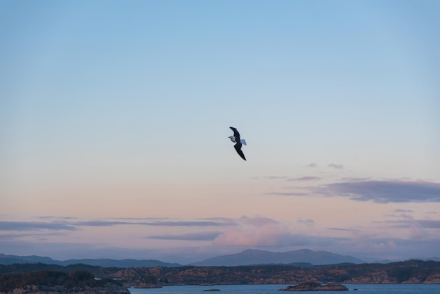 Beautiful photo of the sea waves Bird flying