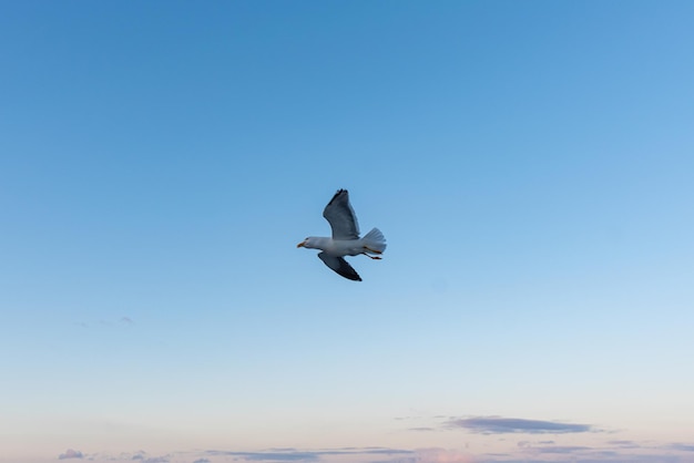 Beautiful photo of the sea waves Bird flying