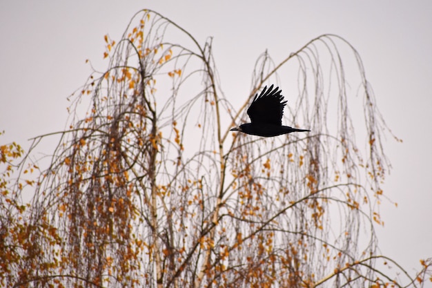 Free Photo beautiful picture of a bird - raven / crow in autumn nature. (corvus frugilegus)