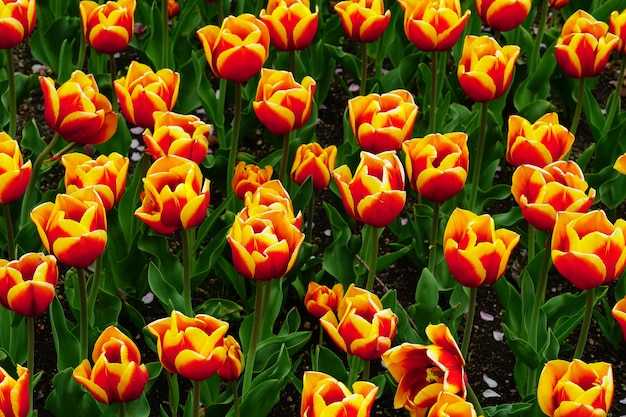 Free photo beautiful picture of colorful flowers in a garden under the sunlight