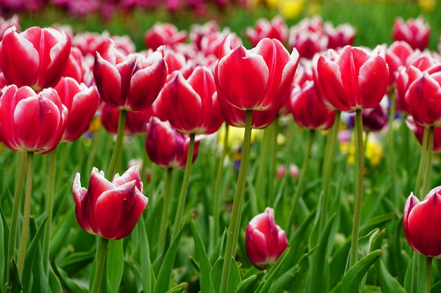 Beautiful picture of pink tulips under the sunlight in the garden