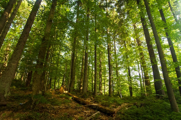 Beautiful pine trees on  mountains