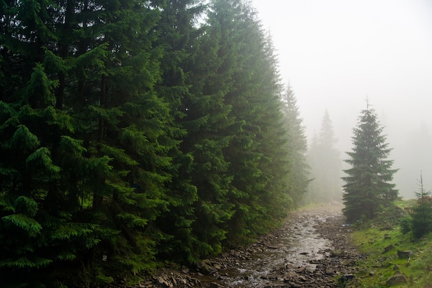 Free photo beautiful pine trees on  mountains