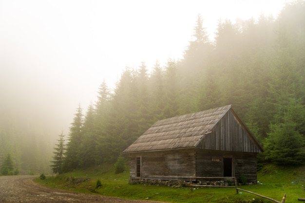 Free photo beautiful pine trees on  mountains