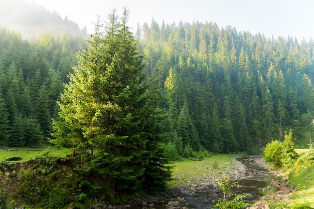 Free photo beautiful pine trees on  mountains