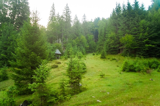 Free Photo beautiful pine trees on  mountains