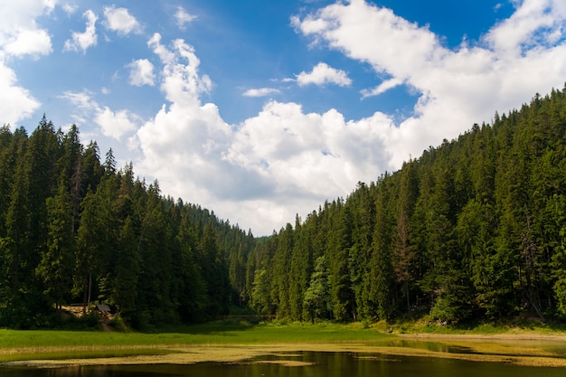 Free photo beautiful pine trees on  mountains