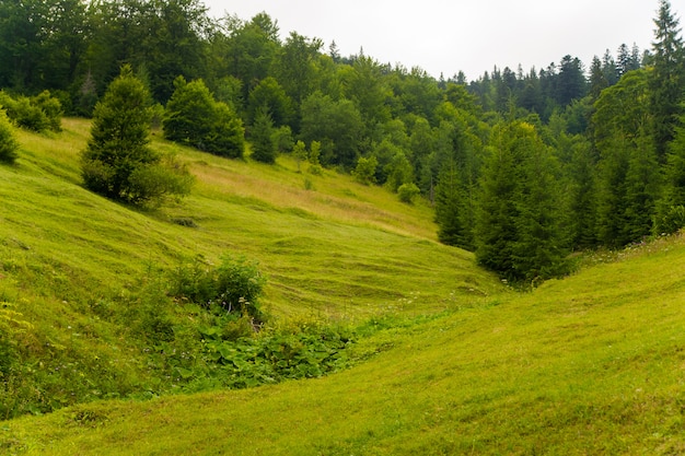 Free Photo beautiful pine trees on  mountains