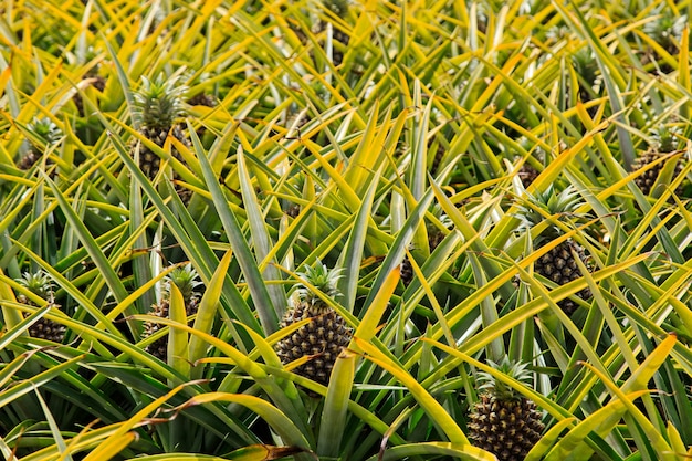 Free photo beautiful pineapple plant in south africa during daytime