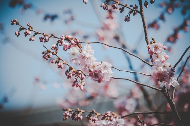 Beautiful pink cherry blossom flowers