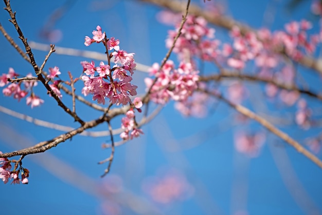 Beautiful pink flower background