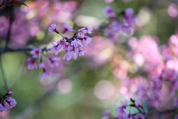 Free Photo beautiful pink flower background