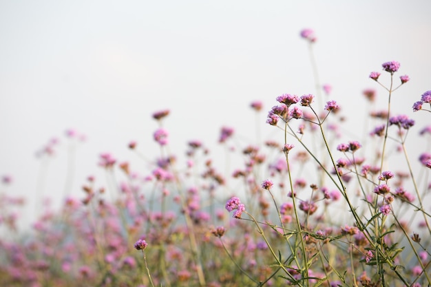 Beautiful pink flower background.