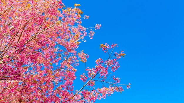 Beautiful pink flower blossom