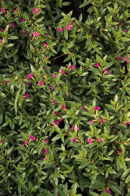 Beautiful pink flower plants