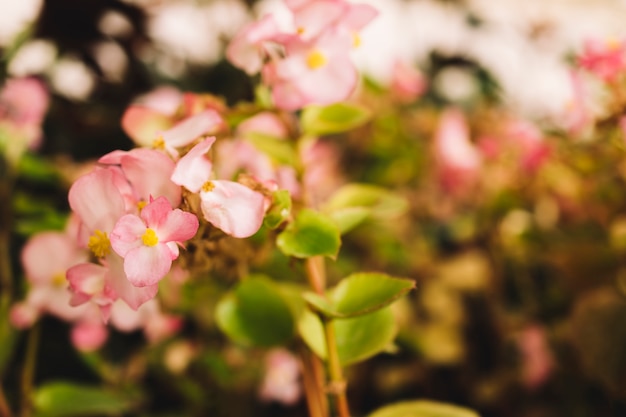 Free photo beautiful pink flowers