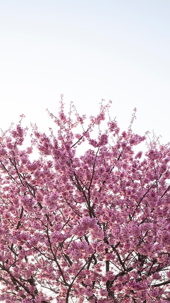 Free photo beautiful pink peach tree blossom