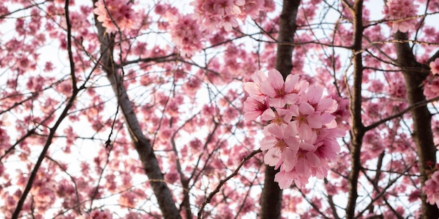 Free photo beautiful pink peach tree blossom