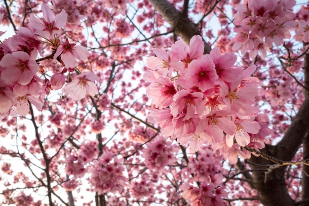 Beautiful pink peach tree blossom