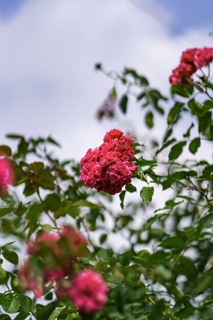 Beautiful pink rose on the rose garden in summer with blue sky