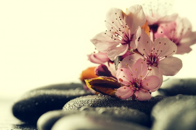 Beautiful pink Spa Flowers on Spa Hot Stones on Water Wet Background. Side Composition. Copy Space. Spa Concept. Dark Background.