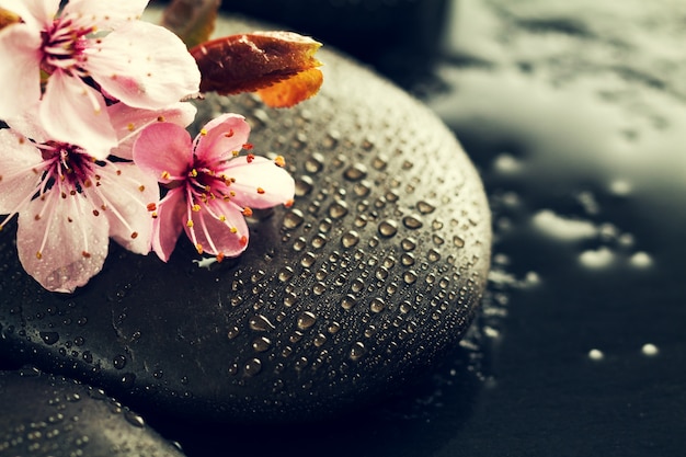 Free Photo beautiful pink spa flowers on spa hot stones on water wet background. side composition. copy space. spa concept. dark background.