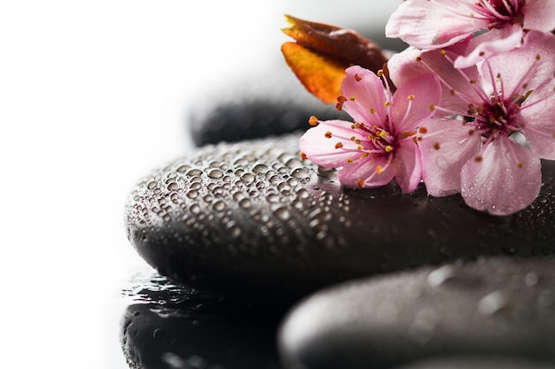 Free Photo beautiful pink spa flowers on spa hot stones on water wet background. side composition. copy space. spa concept. dark background.