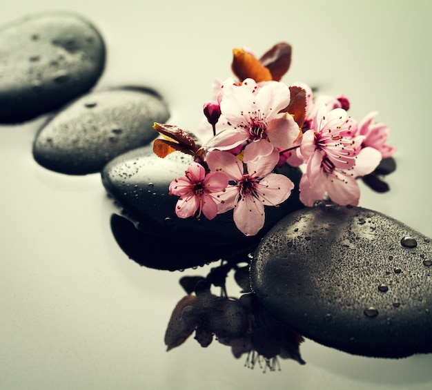 Free photo beautiful pink spa flowers on spa hot stones on water wet background. side composition. copy space. spa concept. dark background.