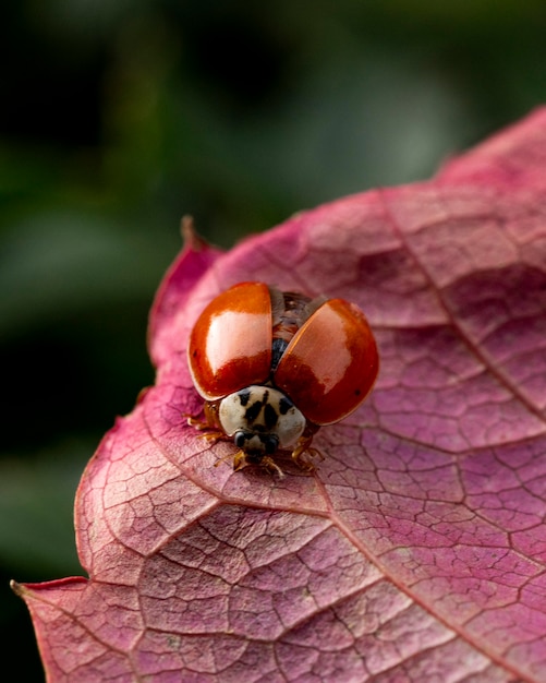 Free photo beautiful plant with small bug