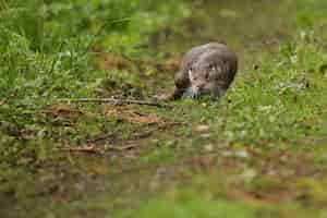 Free photo beautiful and playful river otter in the nature habitat in czech republic lutra lutra