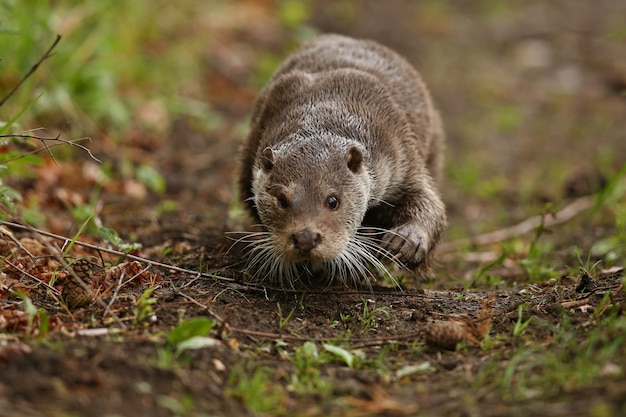 Free Photo beautiful and playful river otter in the nature habitat in czech republic lutra lutra